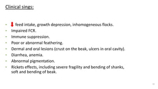 Clinical sings:
• feed intake, growth depression, inhomogeneous flocks.
• Impaired FCR.
• Immune suppression.
• Poor or abnormal feathering.
• Dermal and oral lesions (crust on the beak, ulcers in oral cavity).
• Diarrhea, anemia.
• Abnormal pigmentation.
• Rickets effects, including severe fragility and bending of shanks,
soft and bending of beak.
10
 