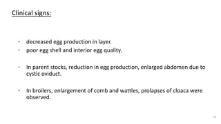 Clinical signs:
• decreased egg production in layer.
• poor egg shell and interior egg quality.
• In parent stocks, reduction in egg production, enlarged abdomen due to
cystic oviduct.
• In broilers, enlargement of comb and wattles, prolapses of cloaca were
observed.
19
 