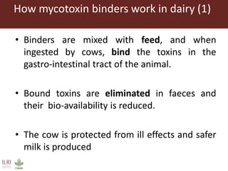 Mycotoxin binders: An option for safer milk in Kenya?