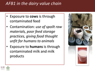 Mycotoxin binders: An option for safer milk in Kenya?