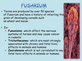 • Toxins are produced by over 50 species
of Fusarium and have a history of infecting the
grain of developing cereals such
as wheat and maize.
• Ex-
• Fumonisins- which affect the nervous
systems of horses and may cause cancer
in rodents
• Trichothecenes- which are most strongly
associated with chronic and fatal toxic
effects in animals and humans
• Zearalenone-which is not correlated to any
fatal toxic effects in animals or humans.
10
 