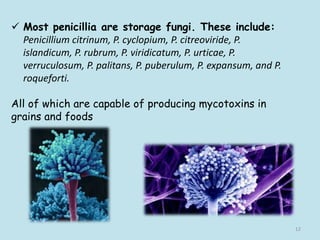  Most penicillia are storage fungi. These include:
Penicillium citrinum, P. cyclopium, P. citreoviride, P.
islandicum, P. rubrum, P. viridicatum, P. urticae, P.
verruculosum, P. palitans, P. puberulum, P. expansum, and P.
roqueforti.
All of which are capable of producing mycotoxins in
grains and foods
12
 