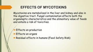 EFFECTS OF MYCOTOXINS
Mycotoxins are metabolized in the liver and kidney and also in
the digestive tract. Fungal contamination affects both the
organoleptic characteristics and the alimentary value of feeds
and entails a risk of toxicities.
Effects on production
Effects on organs
Residual effects in humans (Food Safety Risk)
 
