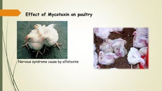 Nervous syndrome cause by aflatoxins
Effect of Mycotoxin on poultry
 
