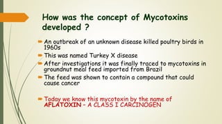 How was the concept of Mycotoxins
developed ?
An outbreak of an unknown disease killed poultry birds in
1960s
This was named Turkey X disease
After investigations it was finally traced to mycotoxins in
groundnut meal feed imported from Brazil
The feed was shown to contain a compound that could
cause cancer
Today we know this mycotoxin by the name of
AFLATOXIN – A CLASS I CARCINOGEN
 