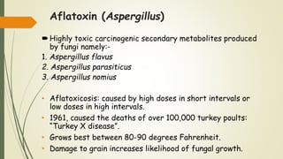 Aflatoxin (Aspergillus)
Highly toxic carcinogenic secondary metabolites produced
by fungi namely:-
1. Aspergillus flavus
2. Aspergillus parasiticus
3. Aspergillus nomius
• Aflatoxicosis: caused by high doses in short intervals or
low doses in high intervals.
• 1961, caused the deaths of over 100,000 turkey poults:
“Turkey X disease”.
• Grows best between 80-90 degrees Fahrenheit.
• Damage to grain increases likelihood of fungal growth.
 