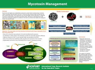 Mycotoxin Management
Rationale
Mycotoxins are highly toxic metabolites produced by certain plant-invading fungi in several
crops, processed food and feed, and even in milk and meat products (when animals are fed
mycotoxin contamination in the semi-arid tropics (SAT). We focus on developing the most
appropriate strategies suitable for conditions in the SAT to enhance food safety and safeguard
human and animal health.
Deadly Combination
Aspergillus
+ =
Hepatitis B virus
estimation of mycotoxins in
biomarker in human serum
control
(conventional & transgenics)
management strategies
the nutritional quality and food
safety by prevention and control
of mycotoxin contamination
in food and feed through an
Integrated Genetic and Natural
Resource Management
strategy”
 