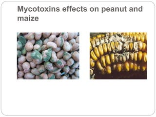 Mycotoxins effects on peanut and
maize
 