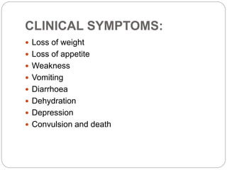 CLINICAL SYMPTOMS:
 Loss of weight
 Loss of appetite
 Weakness
 Vomiting
 Diarrhoea
 Dehydration
 Depression
 Convulsion and death
 