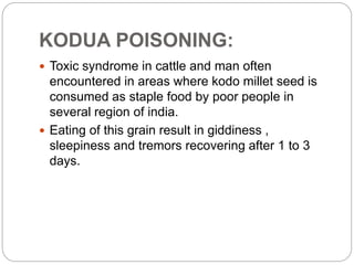 KODUA POISONING:
 Toxic syndrome in cattle and man often
encountered in areas where kodo millet seed is
consumed as staple food by poor people in
several region of india.
 Eating of this grain result in giddiness ,
sleepiness and tremors recovering after 1 to 3
days.
 