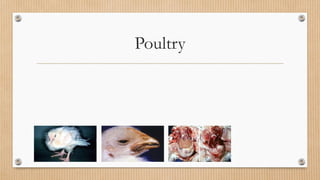 Poultry
 