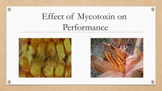 Effect of Mycotoxin on
Performance
 