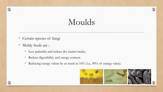 • Certain species of fungi
• Moldy feeds are :
• Less palatable and reduce dry matter intake.
• Reduce digestibility and energy content.
• Reducing energy values by as much as 10% (i.e., 90% of energy value).
Moulds
 