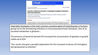 Aspergillus fumigatus is the most common causative agent of mold diseases in humans,
giving rise to life-threatening infections in immunocompromised individuals. One of its
secreted metabolites is gliotoxin…
The presence of bacterial derived LPS increased the concentration of gliotoxin in growth
media up to 65%
“Our results also give a possible explanation for the increased virulence of A fumigatus
during bacterial co-infection”
 