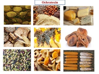 Mycotoxins general account, types & importance | PPTX