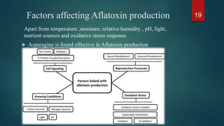 Mycotoxins types and characterization