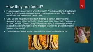 Mycotoxins types and characterization