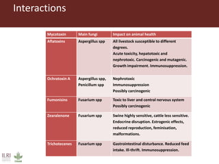 Interactions
Mycotoxin Main fungi Impact on animal health
Aflatoxins Aspergillus spp All livestock susceptible to different
degrees.
Acute toxicity, hepatotoxic and
nephrotoxic. Carcinogenic and mutagenic.
Growth impairment. Immunosuppression.
Ochratoxin A Aspergillus spp,
Penicillum spp
Nephrotoxic
Immunosuppression
Possibly carcinogenic
Fumonisins Fusarium spp Toxic to liver and central nervous system
Possibly carcinogenic
Zearalenone Fusarium spp Swine highly sensitive, cattle less sensitive.
Endocrine disruption. Estrogenic effects,
reduced reproduction, feminisation,
malformations.
Trichotecenes Fusarium spp Gastrointestinal disturbance. Reduced feed
intake. Ill-thrift. Immunosuppression.
 