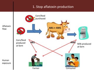 Farmer Consumer
1. Stop aflatoxin production
Aflatoxin
flow
Human
exposure
AB1
AB1
AB1-> AM1
AM1
Corn/feed
produced
at farm
Corn/feed
purchased
Milk produced
at farm
AB1 AM1
 