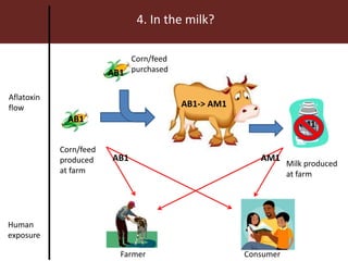 Farmer Consumer
4. In the milk?
Aflatoxin
flow
Human
exposure
AB1
AB1
AB1-> AM1
AM1
Corn/feed
produced
at farm
Corn/feed
purchased
Milk produced
at farm
AB1 AM1
 