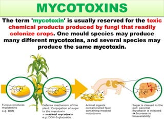 Toxins of fungal origin( Mycotoxins) effecting livestock and poultry ...