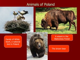 Animals of Poland Family of White  Stork, a national bird in Poland A wisent in the  Białowieża Forest The brown bear 