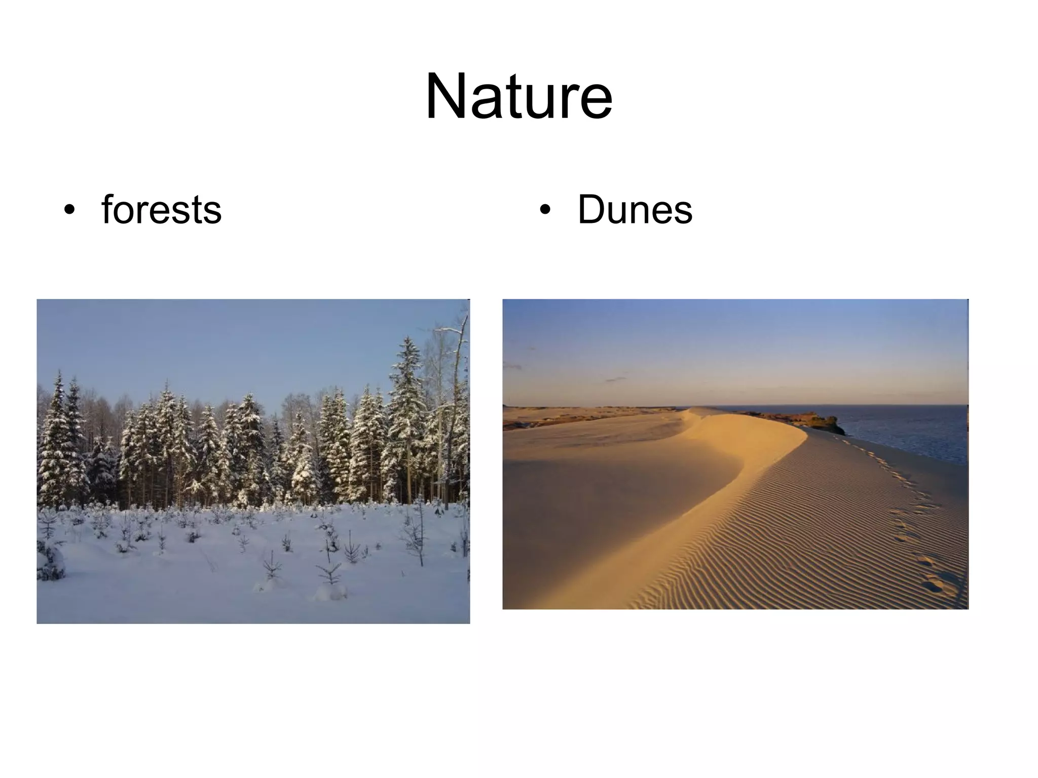 Nature forests Dunes  