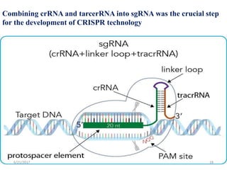 Combining crRNA and tarcerRNA into sgRNA was the crucial step
for the development of CRISPR technology
6/21/2017 18
 
