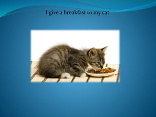 I give a breakfast to my cat
 