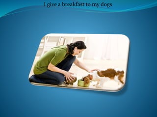 I give a breakfast to my dogs
 