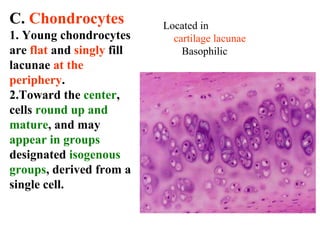 C. Chondrocytes 
1. Young chondrocytes 
are flat and singly fill 
lacunae at the 
periphery. 
2.Toward the center, 
cells round up and 
mature, and may 
appear in groups 
designated isogenous 
groups, derived from a 
single cell. 
Located in 
cartilage lacunae 
Basophilic 
 