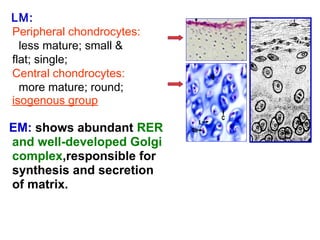 LM: 
Peripheral chondrocytes: 
less mature; small & 
flat; single; 
Central chondrocytes: 
more mature; round; 
isogenous group. 
EM: shows abundant RER 
and well-developed Golgi 
complex,responsible for 
synthesis and secretion 
of matrix. 
 