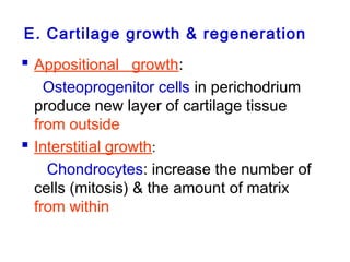 E. Cartilage growth & regeneration 
 Appositional growth: 
Osteoprogenitor cells in perichodrium 
produce new layer of cartilage tissue 
from outside 
 Interstitial growth: 
Chondrocytes: increase the number of 
cells (mitosis) & the amount of matrix 
from within 
 