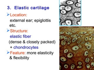 3. Elastic cartilage 
Location: 
external ear; epiglottis 
etc. 
Structure: 
elastic fiber 
(dense & closely packed) 
+ chondrocytes 
Feature: more elasticity 
& flexibility 
 