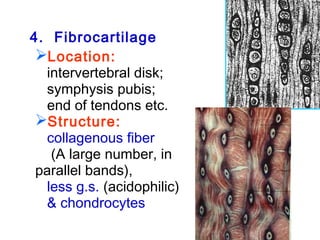4. Fibrocartilage 
Location: 
intervertebral disk; 
symphysis pubis; 
end of tendons etc. 
Structure: 
collagenous fiber 
(A large number, in 
parallel bands), 
less g.s. (acidophilic) 
& chondrocytes 
 