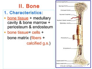 II. Bone 
Bone 
1. Characteristics: 
• bone tissue + medullary 
cavity & bone marrow + 
periosteum & endosteum 
• bone tissue= cells + 
bone matrix (fibers + 
calcified g.s.) 
 