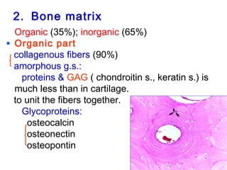 2. Bone matrix 
 Organic (35%); inorganic (65%) 
• Organic part: 
collagenous fibers (90%) 
amorphous g.s.: 
proteins & GAG ( chondroitin s., keratin s.) is 
much less than in cartilage. 
to unit the fibers together. 
Glycoproteins: 
osteocalcin 
osteonectin 
osteopontin 
 