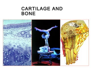 CARTILAGE AND 
BONE 
 