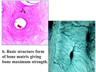 b. Basic structure form 
of bone matrix giving 
bone maximum strength. 
 