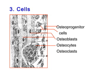 3. Cells 
Osteoprogenitor 
cells 
Osteoblasts 
Osteocytes 
Osteoclasts 
 