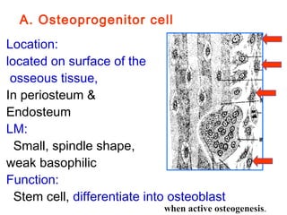 A. Osteoprogenitor cell 
Location: 
located on surface of the 
osseous tissue, 
In periosteum & 
Endosteum 
LM: 
Small, spindle shape, 
weak basophilic 
Function: 
Stem cell, differentiate into osteoblast 
when active osteogenesis. 
 