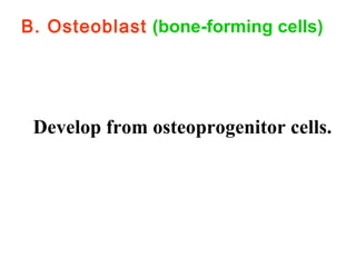B. Osteoblast (bone-forming cells) 
Develop from osteoprogenitor cells. 
 