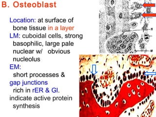 B. Osteoblast 
Location: at surface of 
bone tissue in a layer; 
LM: cuboidal cells, strong 
basophilic, large pale 
nuclear w/ obvious 
nucleolus 
EM: 
short processes & 
gap junctions; 
rich in rER & Gl. 
indicate active protein 
synthesis. 
 