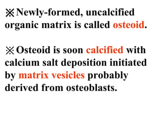 ※Newly-formed, uncalcified 
organic matrix is called osteoid. 
※Osteoid is soon calcified with 
calcium salt deposition initiated 
by matrix vesicles probably 
derived from osteoblasts. 
 