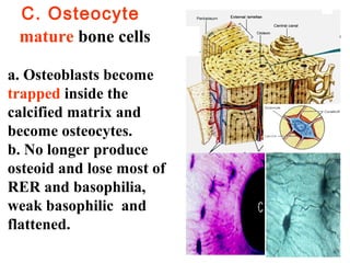 C. Osteocyte 
mature bone cells 
a. Osteoblasts become 
trapped inside the 
calcified matrix and 
become osteocytes. 
b. No longer produce 
osteoid and lose most of 
RER and basophilia, 
weak basophilic and 
flattened. 
 
