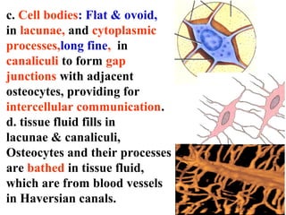 c. Cell bodies: Flat & ovoid, 
in lacunae, and cytoplasmic 
processes,long fine, in 
canaliculi to form gap 
junctions with adjacent 
osteocytes, providing for 
intercellular communication. 
d. tissue fluid fills in 
lacunae & canaliculi, 
Osteocytes and their processes 
are bathed in tissue fluid, 
which are from blood vessels 
in Haversian canals. 
 