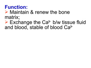 Function: 
 Maintain & renew the bone 
matrix; 
 Exchange the Ca2+ b/w tissue fluid 
and blood, stable of blood Ca2+ 
 