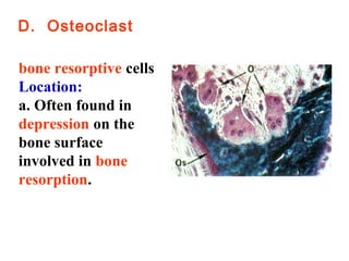 D. Osteoclast 
bone resorptive cells 
Location: 
a. Often found in 
depression on the 
bone surface 
involved in bone 
resorption. 
 