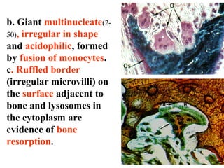 b. Giant multinucleate(2- 
50), irregular in shape 
and acidophilic, formed 
by fusion of monocytes. 
c. Ruffled border 
(irregular microvilli) on 
the surface adjacent to 
bone and lysosomes in 
the cytoplasm are 
evidence of bone 
resorption. 
 