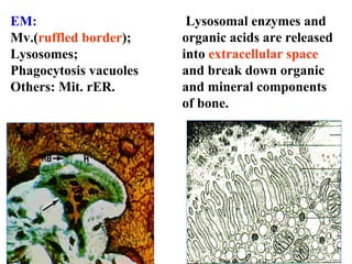 Lysosomal enzymes and 
organic acids are released 
into extracellular space 
and break down organic 
and mineral components 
of bone. 
EM: 
Mv.(ruffled border); 
Lysosomes; 
Phagocytosis vacuoles 
Others: Mit. rER. 
 